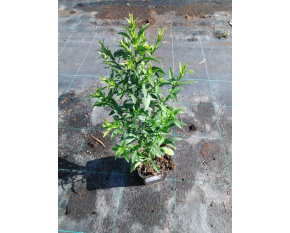 Aster dumosus ‘Schneekissen’