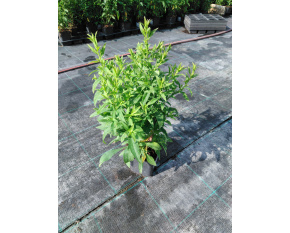 Aster dumosus ‘Schneekissen’