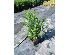Aster dumosus ‘Schneekissen’