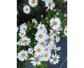 Aster dumosus ‘Schneekissen’