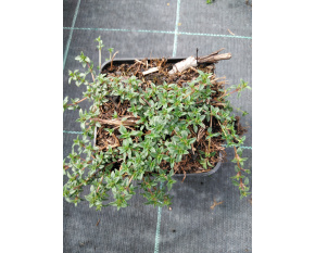 Thymus herba-barona