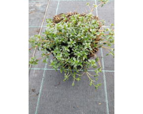 Thymus herba-barona