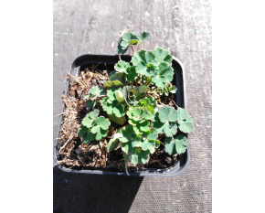 Aquilegia flabellata ‘Blue and White’