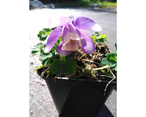 Aquilegia flabellata ‘Blue and White’