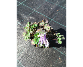 Aquilegia flabellata ‘Blue and White’