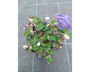 Aquilegia flabellata ‘Blue and White’