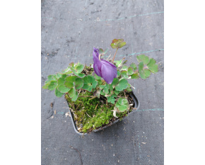 Aquilegia flabellata ‘Blue and White’