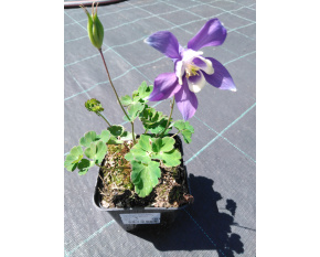 Aquilegia flabellata ‘Blue and White’