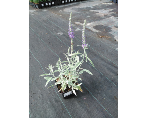 Veronica spicata subsp. ‘incana’