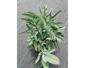 Veronica spicata subsp. ‘incana’
