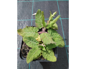 Salvia pratensis