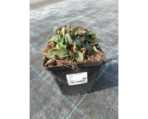 Stachys officinalis ‘Ukkie’