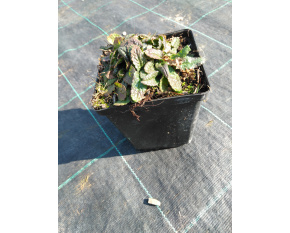 Stachys officinalis ‘Ukkie’