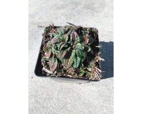 Stachys officinalis ‘Ukkie’