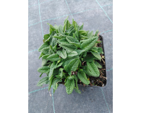 Stachys officinalis ‘Ukkie’