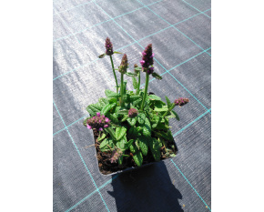 Stachys officinalis ‘Ukkie’