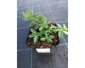 Helianthemum ‘Sterntaler’