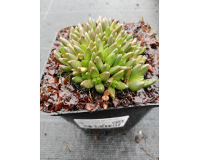 Delosperma basuticum ‘White Nugget’