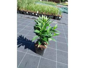 Helenium autumnale ‘Salsa’