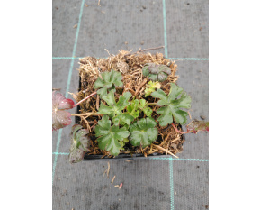 Geranium x cantabrigiense ‘Saint Ola’