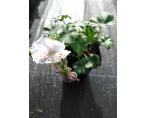 Geranium x cantabrigiense ‘Saint Ola’