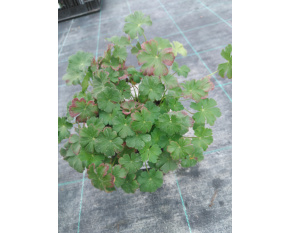 Geranium x cantabrigiense ‘Saint Ola’