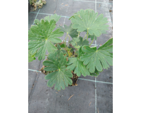 Geranium sanguineum ‘Tiny Monster’