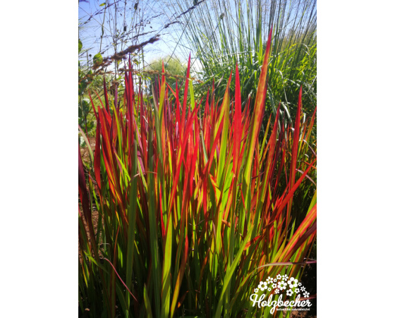 Imperata cylindrica 'Red Baron' - Botanick zahradnictv Holzbecher