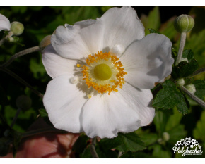 Anemone hupehensis ‘Honorine Jobert’