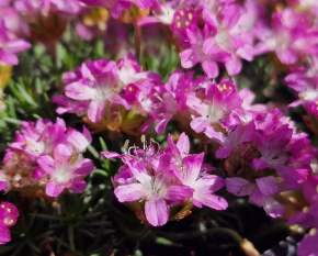 Armeria juniperifolia ‘Drake's Deep Form’