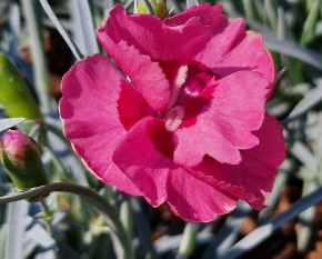 Dianthus plumarius ‘Angel of Hope’