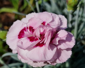 Dianthus plumarius ‘Angel of Virtue’