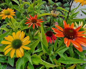 Echinacea ‘Cheyenne Spirit’