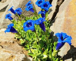 Gentiana x acaulis