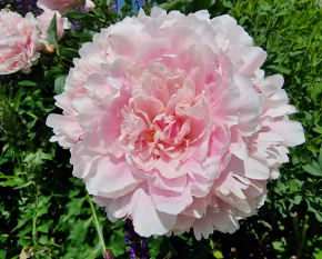 Paeonia lactiflora ‘Sarah Bernhardt’