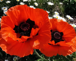Papaver orientale ‘Allegro’