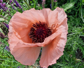 Papaver orientale ‘Princess Victoria Louise’