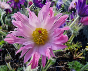 Pulsatilla hybr. ‘Papageno’