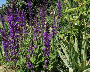 Salvia nemorosa ‘Ostfriesland’