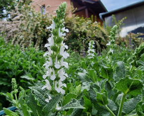Salvia nemorosa ‘Schneehügel’