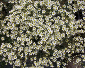 Saxifraga crustata