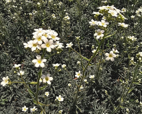 Saxifraga paniculata ‘Rex’