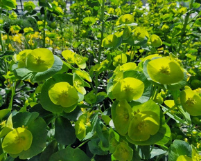 Euphorbia amygdaloides var. robbiae