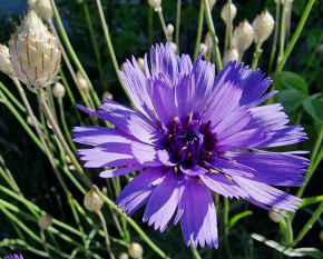 Catananche caerulea