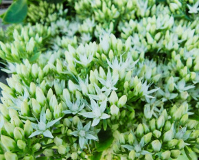 Sedum spectabile ‘Stardust’