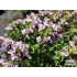Thymus vulgaris ‘Compactus’