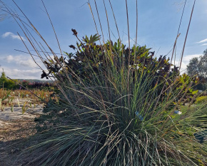 Stipa gigantea