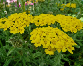 Achillea millefolium ‘Desert Eve Light Yellow’