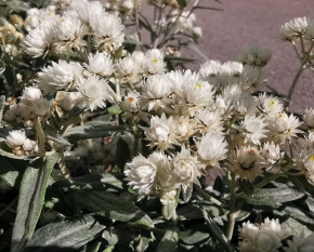 Anaphalis triplinervis ‘Silver Wave’