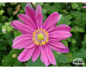 Anemone japonica ‘Pamina’